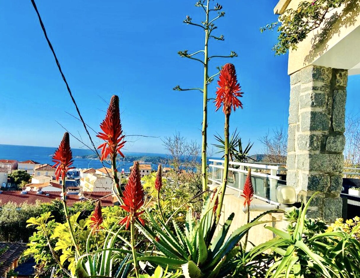 Vue mer depuis Villa Montalbo à Cargèse